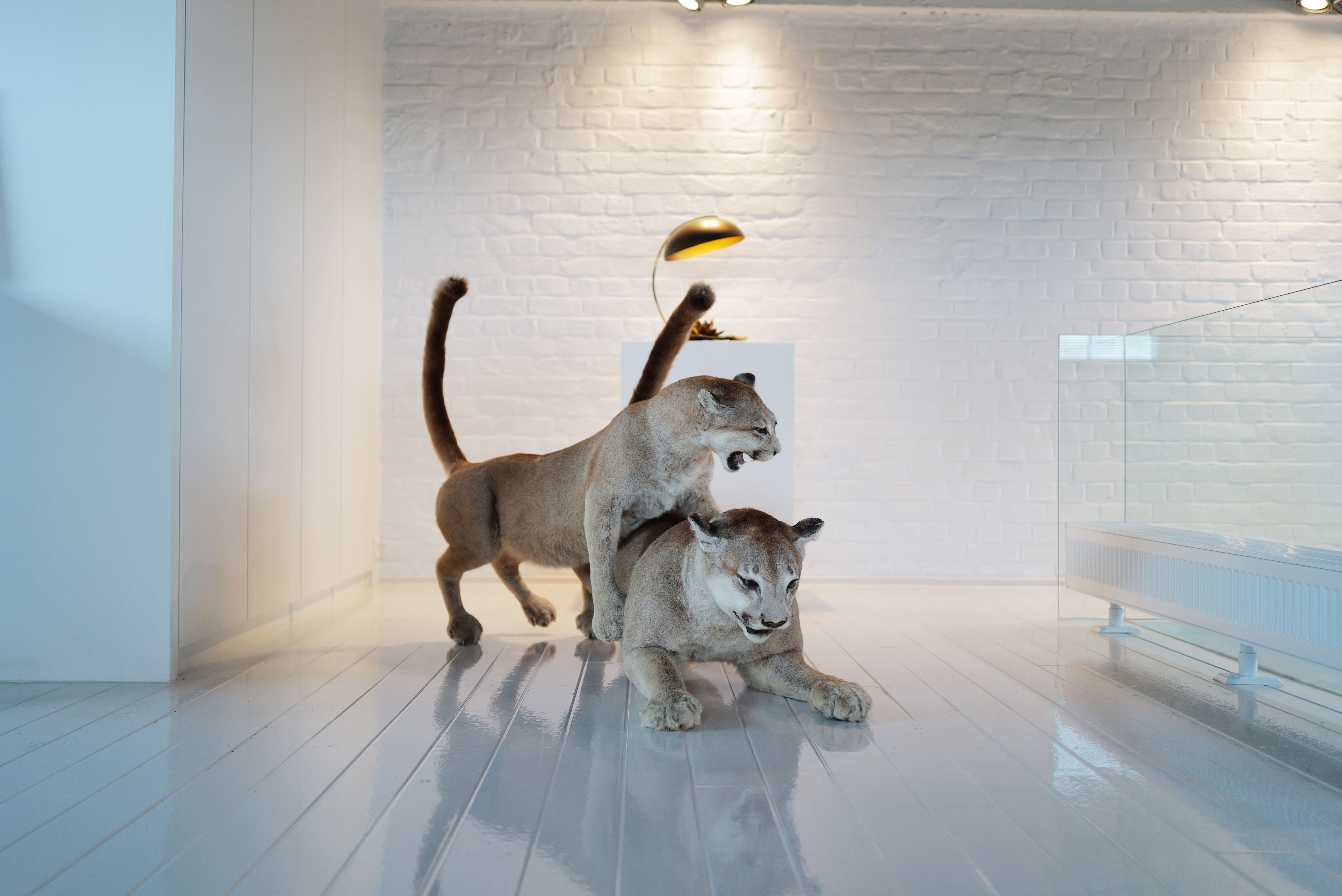 Set van 2 taxidermie poema’s uit Circus van Antwerpen